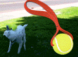 Tennis Ball Toy - Great fund for dogs